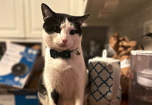 buddy